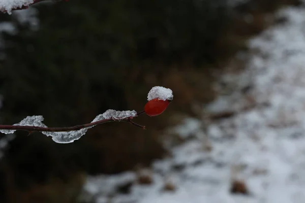 Branches de églantier aux baies rouges recouvertes de neige — Photo