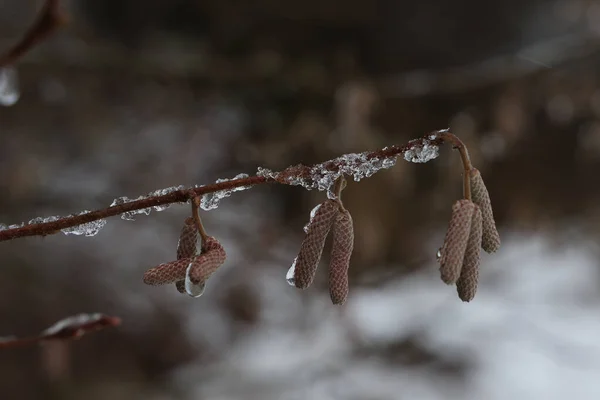 Ice Branch Earrings Winter — Fotografia de Stock