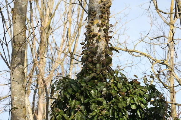 Hedera Helix Hera Verde Tece Tronco Árvore Inverno — Fotografia de Stock
