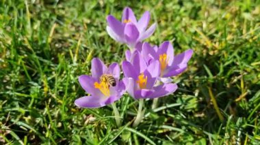 İlkbaharda şehir parkında bir grup timsah