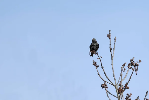 O estorninho canta a sua canção na primavera — Fotografia de Stock