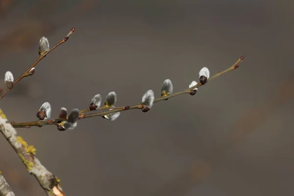 春天。柳枝，白色绒毛芽 — 图库照片