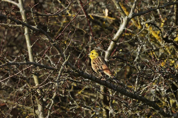 Pássaro-marinheiro, Emberiza citrinella no arbusto de espinho — Fotografia de Stock