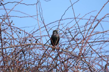 Sığırcık yaban gülü çalılarında oturur.