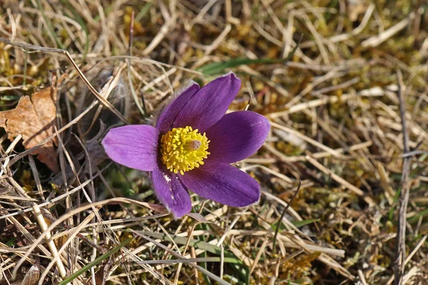 Beautiful Purple Fluffy Flower Oriental Pulsatilla Patens Pasqueflower — Stock Photo, Image