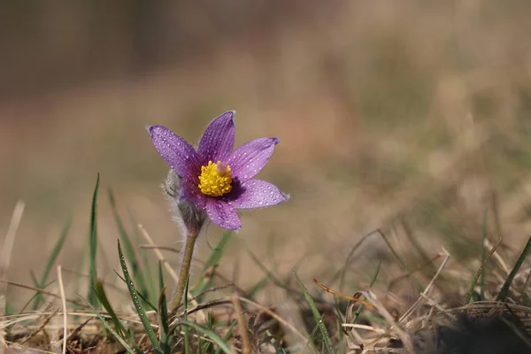 Beautiful Purple Fluffy Flower Oriental Pulsatilla Patens Pasqueflower — Stock Photo, Image