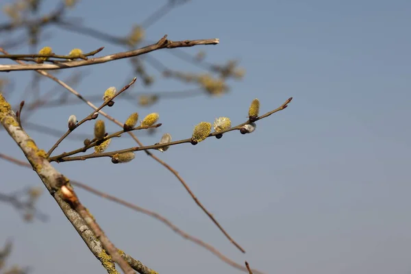 开着绒毛芽 — 图库照片