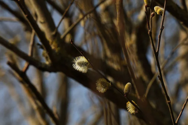 ふわふわの芽が咲く柳の枝 — ストック写真
