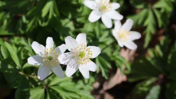 Anemone nemorosa - flores tempranas en el bosque en primavera — Vídeos de Stock