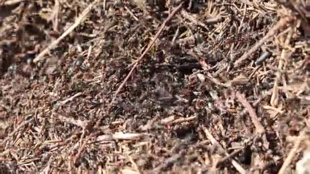 Formigas na floresta na primavera no trabalho — Vídeo de Stock