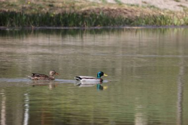 Göl. Vahşi ördekler gölde yüzer.
