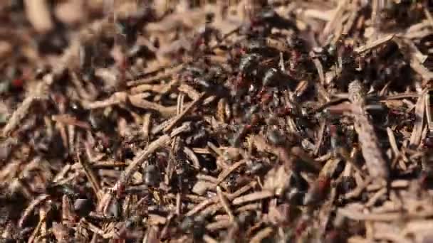 Mravenci v lese na jaře v práci