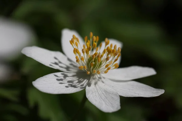 Anemone nemorosa - primi fiori nella foresta in primavera — Foto Stock