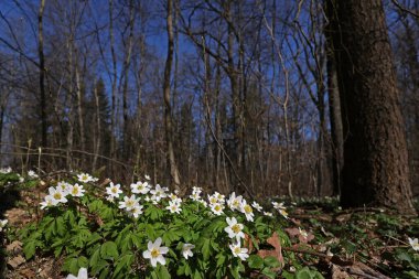 Anemone Nemorosa - İlkbaharda ormanda ilk çiçekler