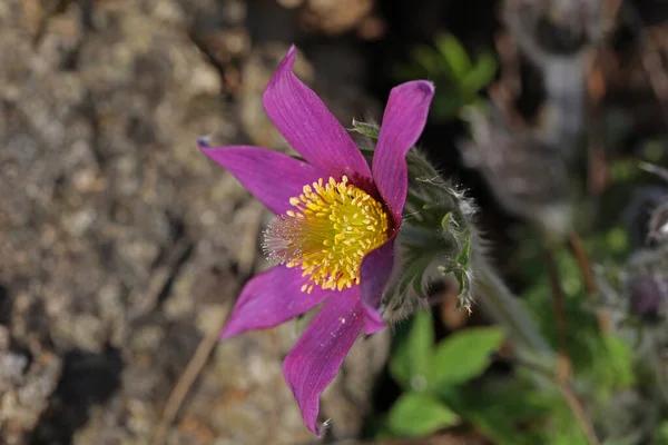 Beautiful purple fluffy flower Oriental Pulsatilla patens pasqueflower — Stock Photo, Image