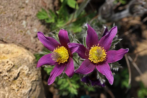Beautiful purple fluffy flower Oriental Pulsatilla patens pasqueflower — Stock Photo, Image