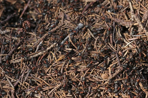 Ameisen im Wald im Frühling bei der Arbeit — Stockfoto