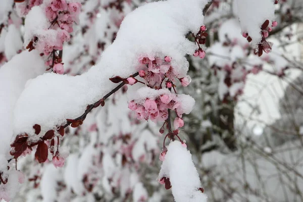 Blossoming cherry in the snow. Winter has returned. — Stock Photo, Image