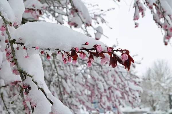 Zima Powróciła Kwitnąca Wiśnia Śniegu — Zdjęcie stockowe