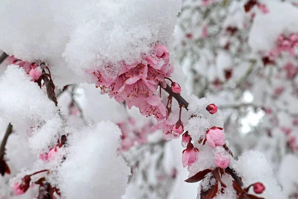 Inverno Voltou Cereja Florescente Neve — Fotografia de Stock