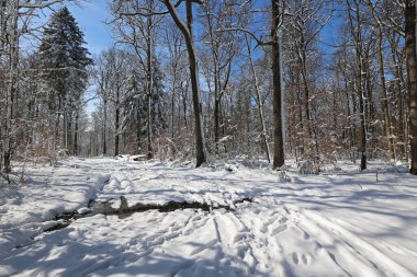 Kış, kış ormanında dondurucu bir sabah.