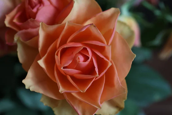 Fragmentos Ramo Floral Con Hermosas Rosas — Foto de Stock