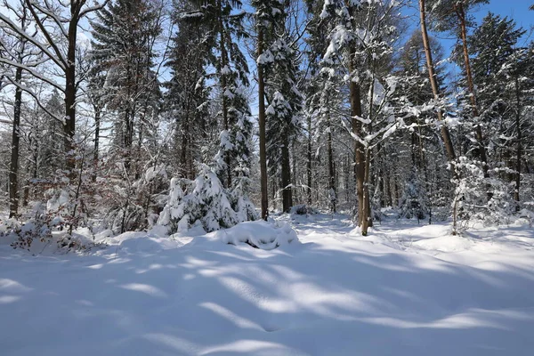 Inverno Manhã Gelada Floresta Inverno — Fotografia de Stock