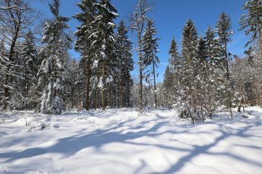Kış. Kış ormanında dondurucu bir sabah.