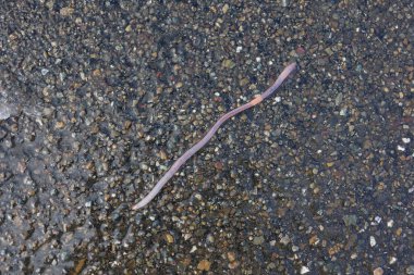 Solucan yağmurdan sonra asfaltta süründü..