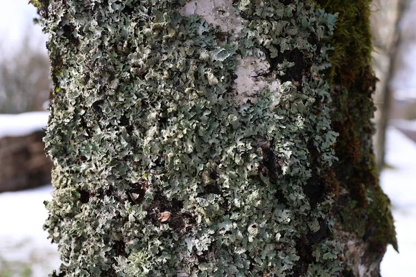 Lichen Tronco Árbol — Foto de Stock
