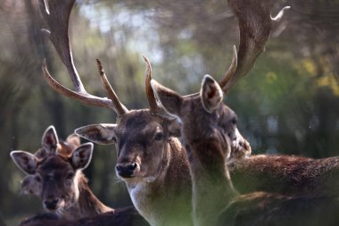 Ormanın kıyısındaki geyik.
