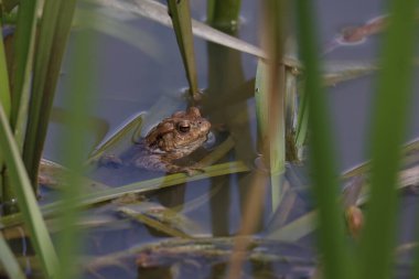 Üreme mevsiminde gölette kurbağa..