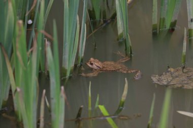 Üreme mevsiminde gölette kurbağa..