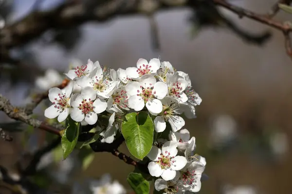 Les Arbres Fruitiers Dans Jardin Fleurissent Printemps — Photo