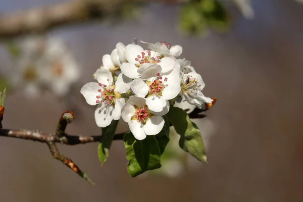 Les Arbres Fruitiers Dans Jardin Fleurissent Printemps — Photo