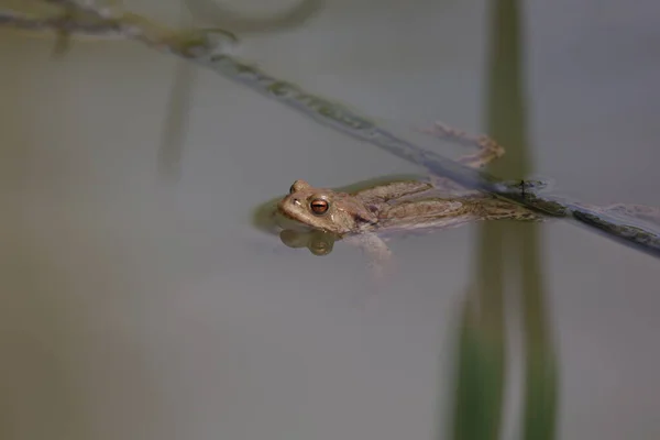 Sapo Época Reprodução Uma Lagoa — Fotografia de Stock