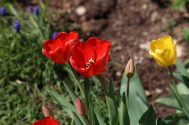 Baharda çiçek tarhında güzel kırmızı laleler.