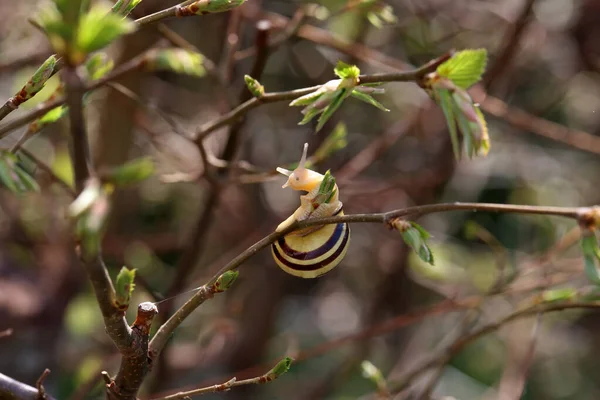 そのカタツムリは木の枝を這う — ストック写真