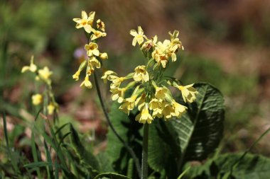 Primat Cowslip çiçeklerinden Makro ya da baharda bahçe çimlerinde Primula veris.