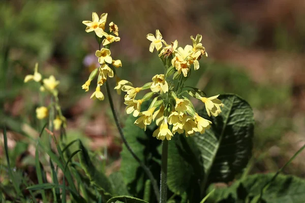 Primat Cowslip çiçeklerinden Makro ya da baharda bahçe çimlerinde Primula veris.