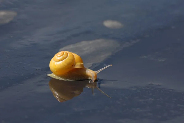 Slak Kruipt Langzaam Een Nat Oppervlak — Stockfoto