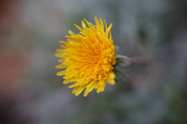 Gele Paardebloem Wazig Grijsgroene Achtergrond — Stockfoto