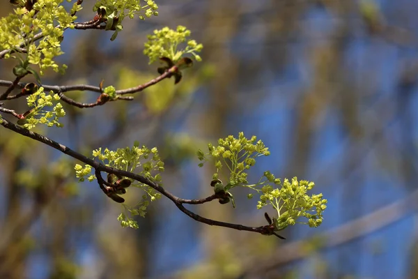 Akçaağaç Dalları Açıyor Bahar Çiçekleri — Stok fotoğraf