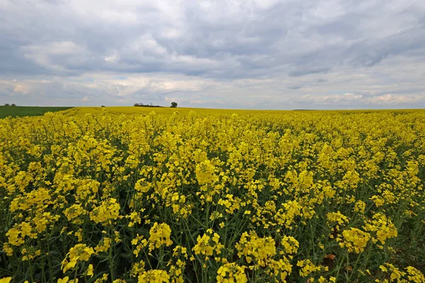 Gelbe Rapsblüten auf einem Feld im Frühling — Stockfoto