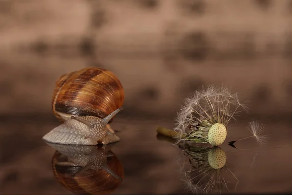 Grape snail crawls on a mirror surface — Fotografia de Stock