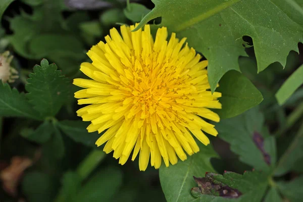 Gele paardebloem op een groene weide in het voorjaar — Stockfoto