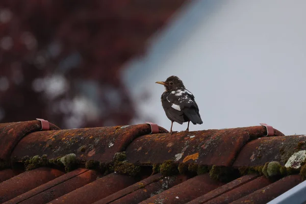 Rare blackbird with leucism, lack of pigmentation. — Stockfoto