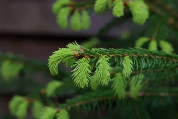 Spruce branches with fresh shoots in spring — Stok fotoğraf