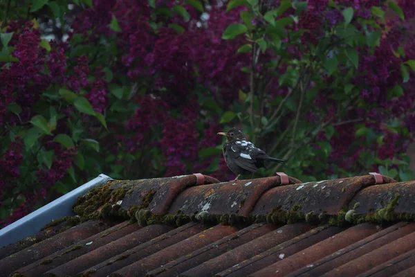 Rare blackbird with leucism, lack of pigmentation. — ストック写真