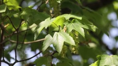 Yeşil akçaağaç yaprakları rüzgarda dalgalanıyor